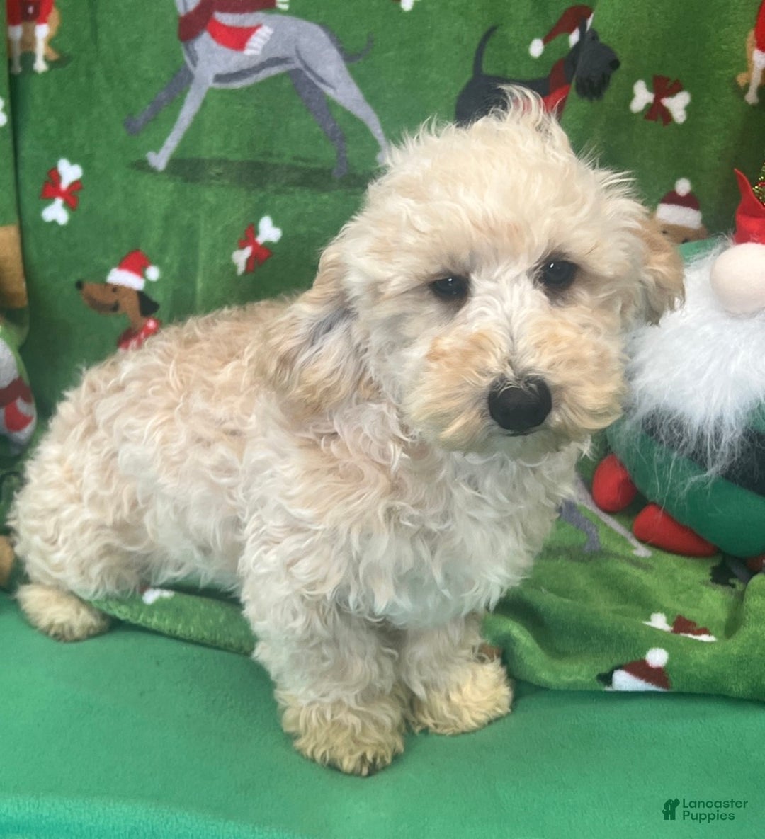 Cavapoo dogs for sale: Carrie - Ad 3