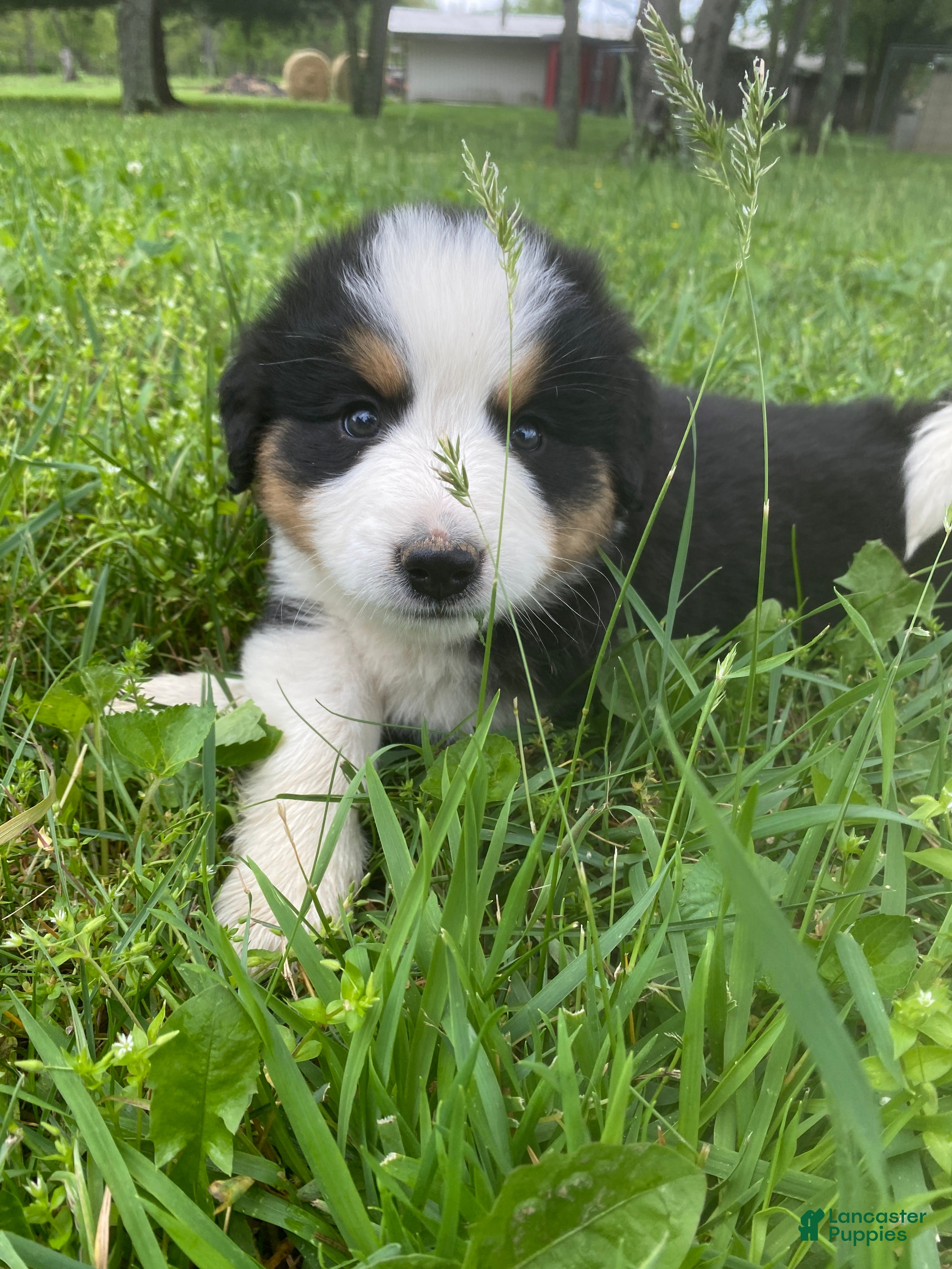 Mixed Breed dogs for sale: ♥️BABY BEAR♥️ - Ad 15
