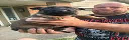 Belgian Malinois dogs for sale: Belgian Malinois 3 - Ad 2