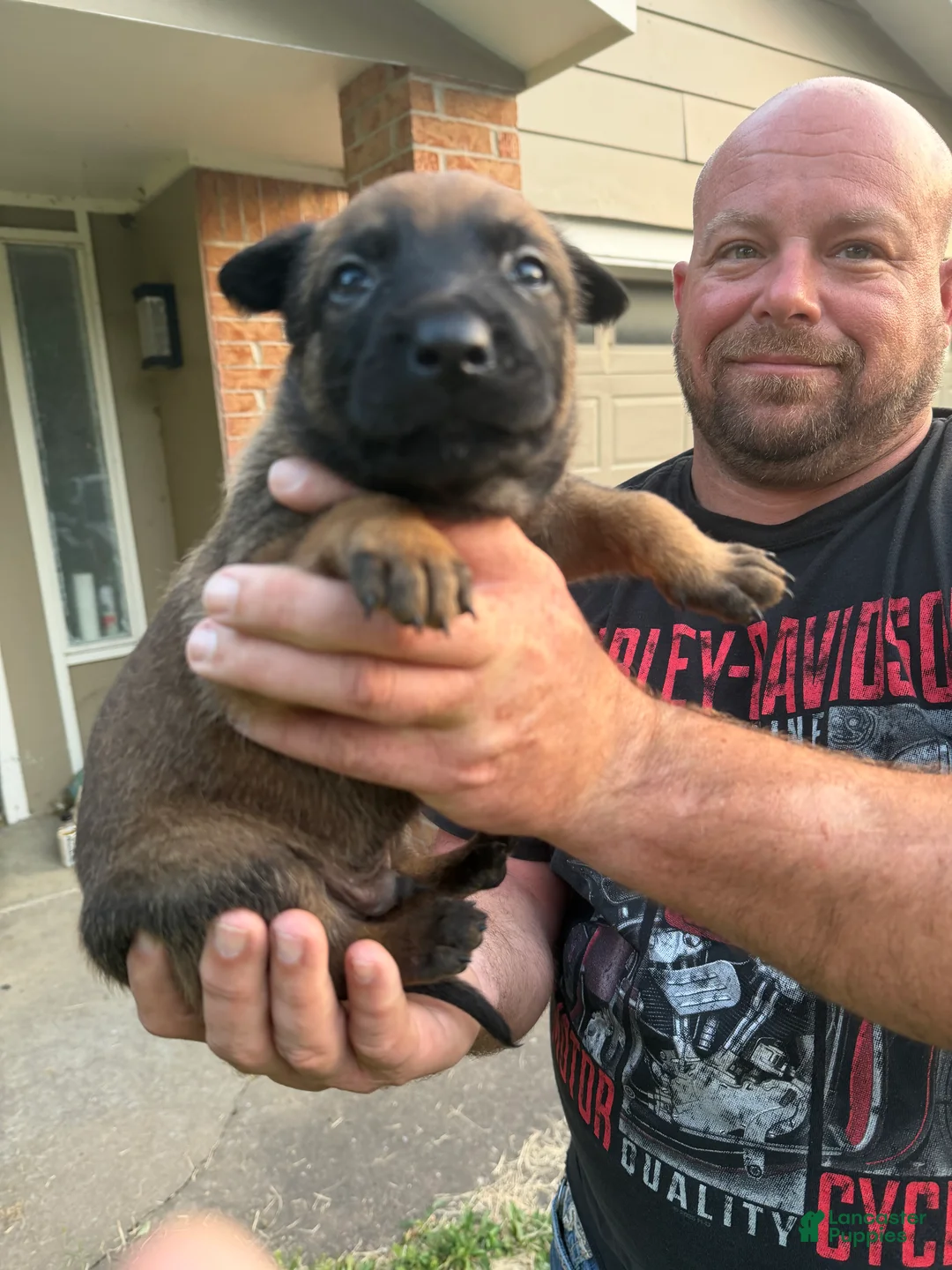 Belgian Malinois dogs for sale: Belgian Malinois 3 - Ad 2