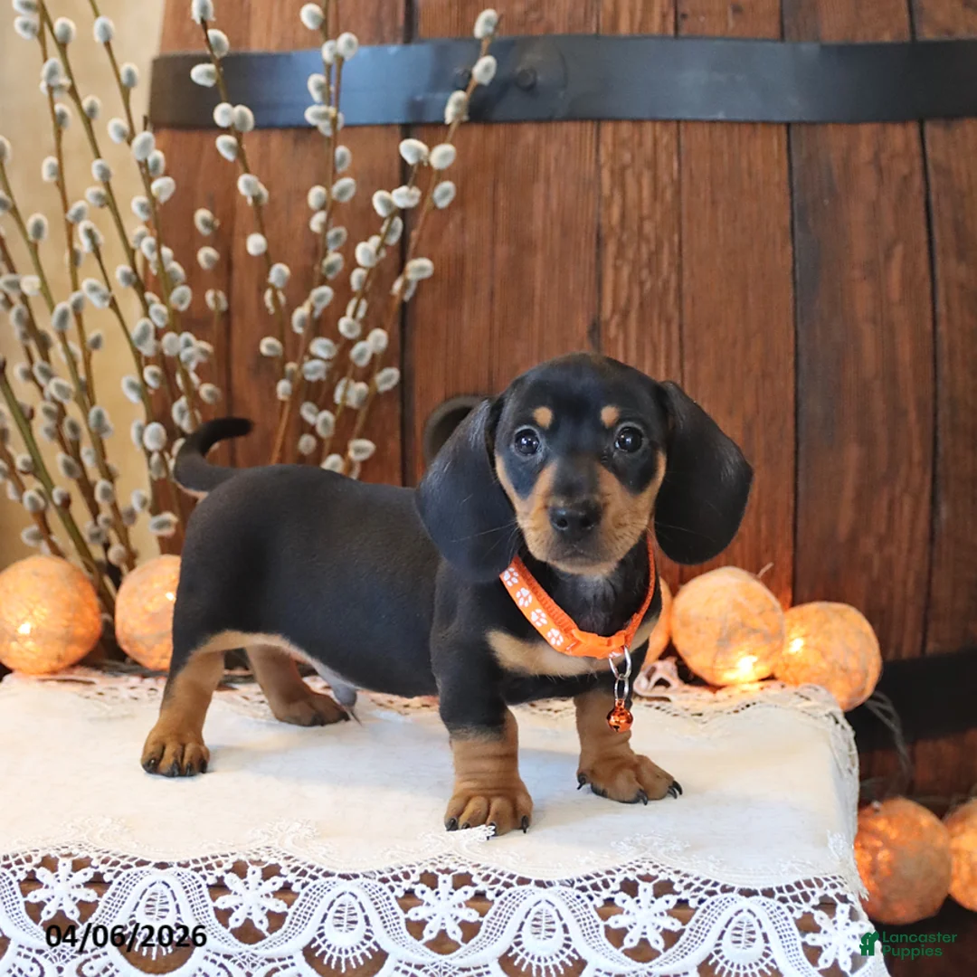 Miniature Dachshund dogs for sale: Snoopy - Ad 2