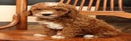 Miniature Poodle dogs for sale: Alex - Ad 6