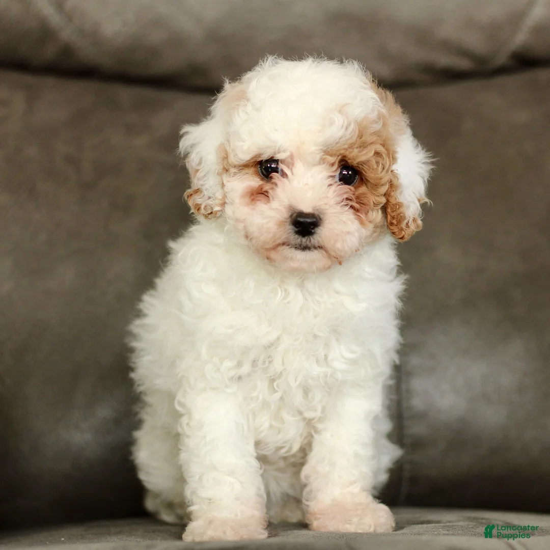 Cavapoo dogs for sale: Snowball  - Ad 2