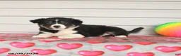 Mixed Breed dogs for sale: Kate - Ad 3