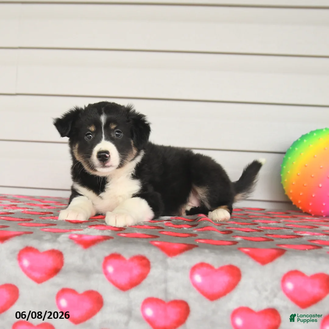 Mixed Breed dogs for sale: Kate - Ad 3