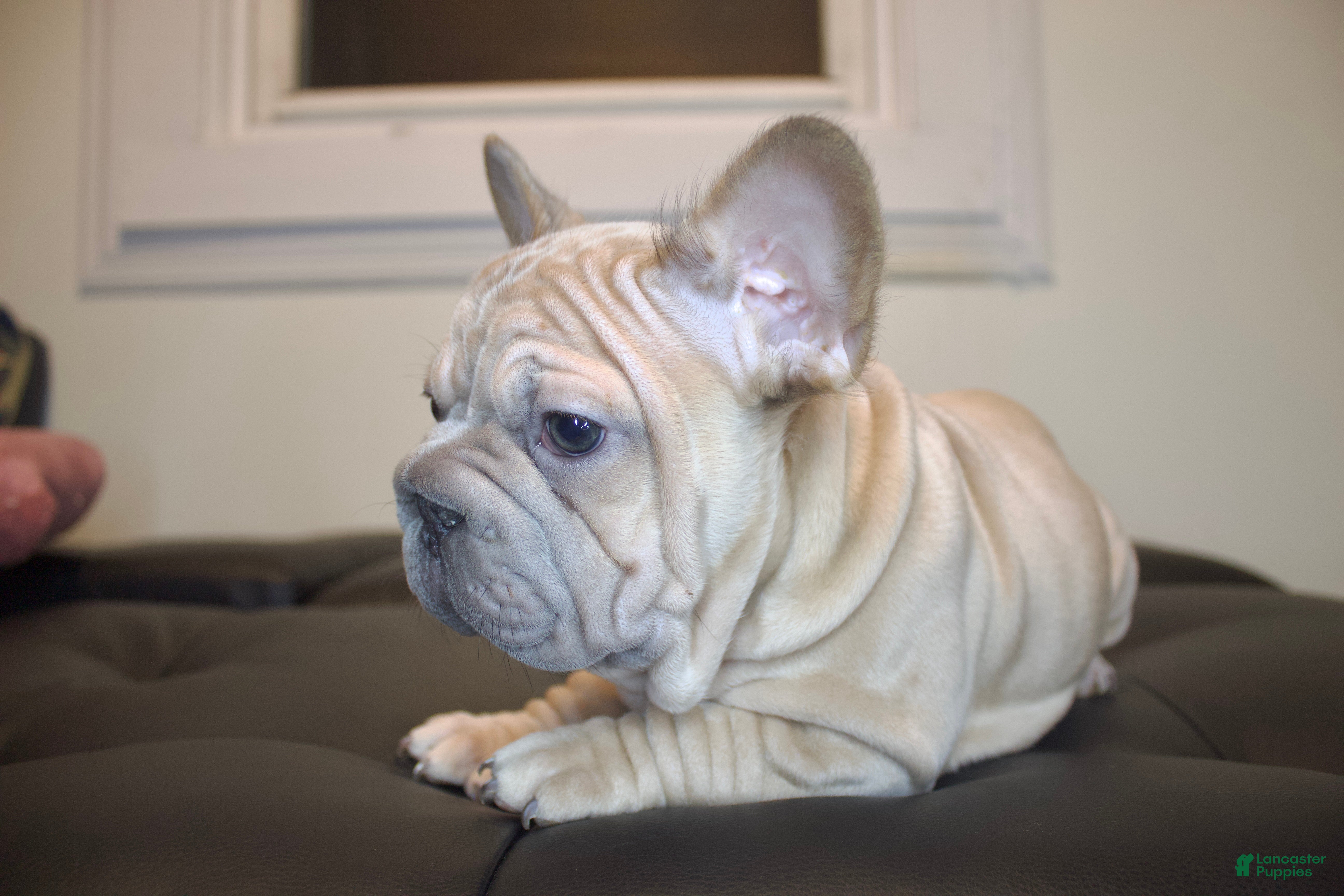French Bulldog dogs MAVERICK - Ad 11