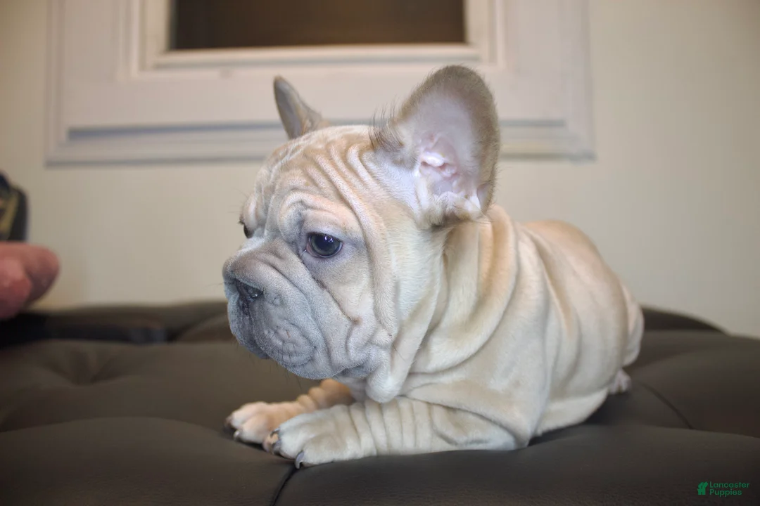 French Bulldog dogs for sale: MAVERICK - Ad 1