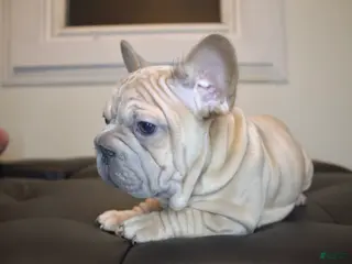 French Bulldog dogs MAVERICK - Ad 11