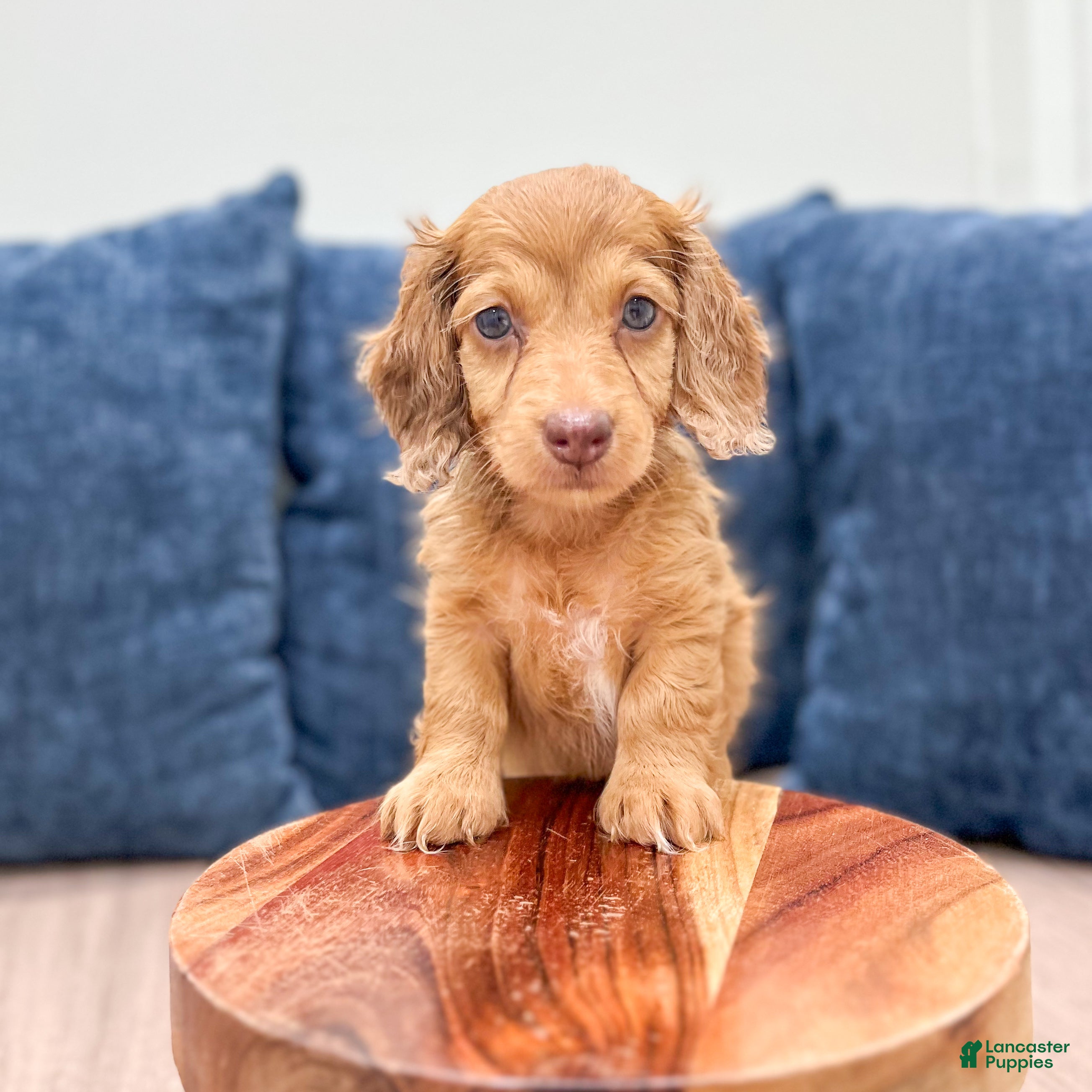 Miniature Dachshund dogs Sophie - Ad 2