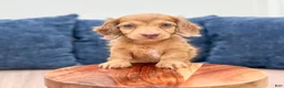 Miniature Dachshund dogs for sale: Sophie - Ad 2