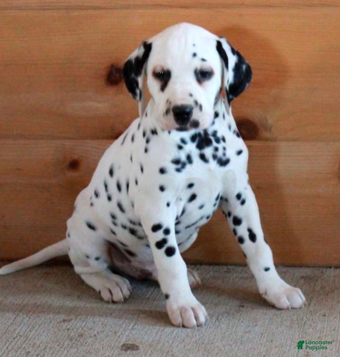 Dalmatian dogs Dalmatian Puppy 1 - Ad 11