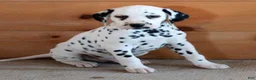 Dalmatian dogs for sale: Dalmatian Puppy 1 - Ad 1