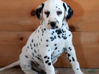 Dalmatian dogs Dalmatian Puppy 1 - Ad 26