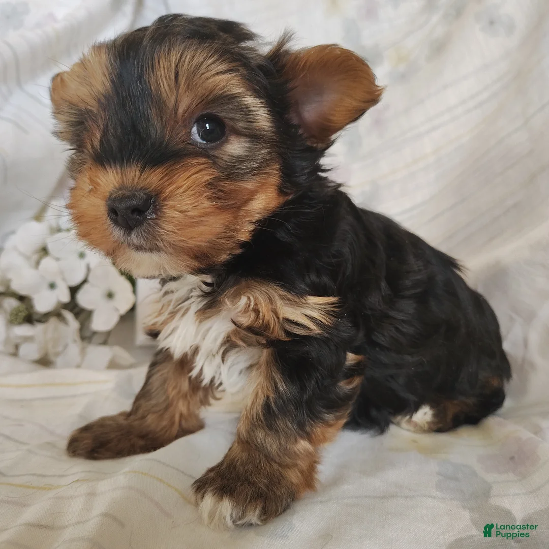 Yorkshire Terrier dogs for sale: Pickles - Ad 1