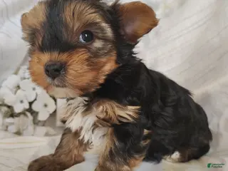 Yorkshire Terrier dogs Pickles - Ad 3