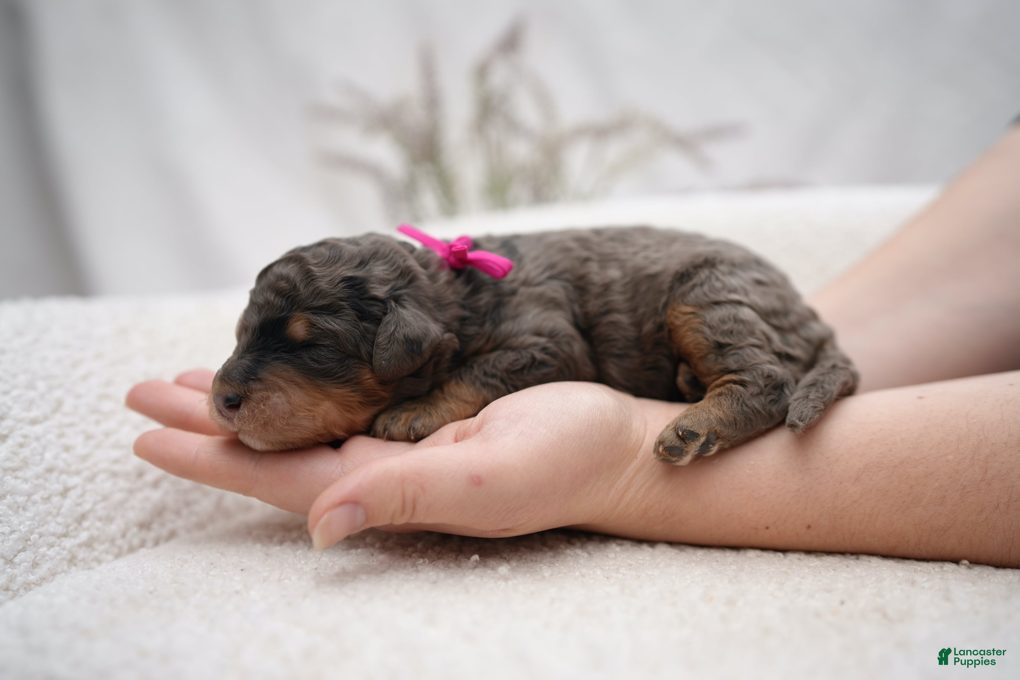 Bernedoodle dogs Pink Collar  - Ad 2