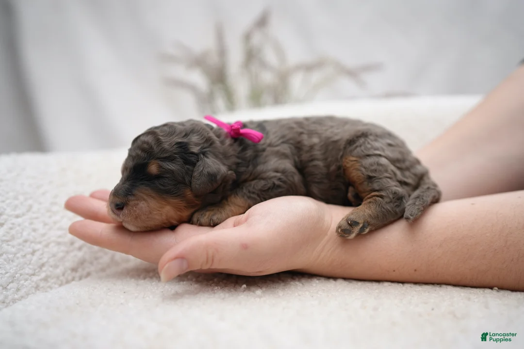 Bernedoodle dogs for sale: Pink Collar  - Ad 1