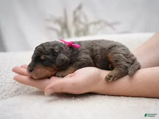 Bernedoodle dogs Pink Collar - Ad 2