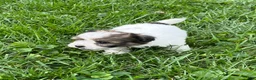 Mixed Breed dogs for sale: Milo - Ad 5