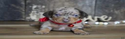 Miniature Dachshund dogs for sale: Luke - Ad 5