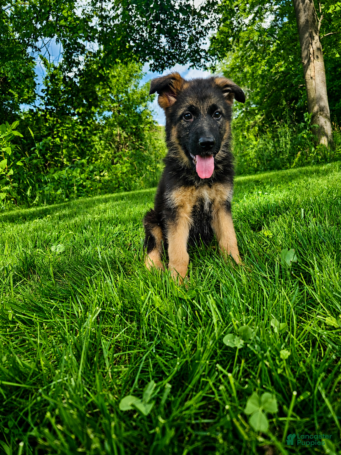 German Shepherd dogs Jack - Ad 1