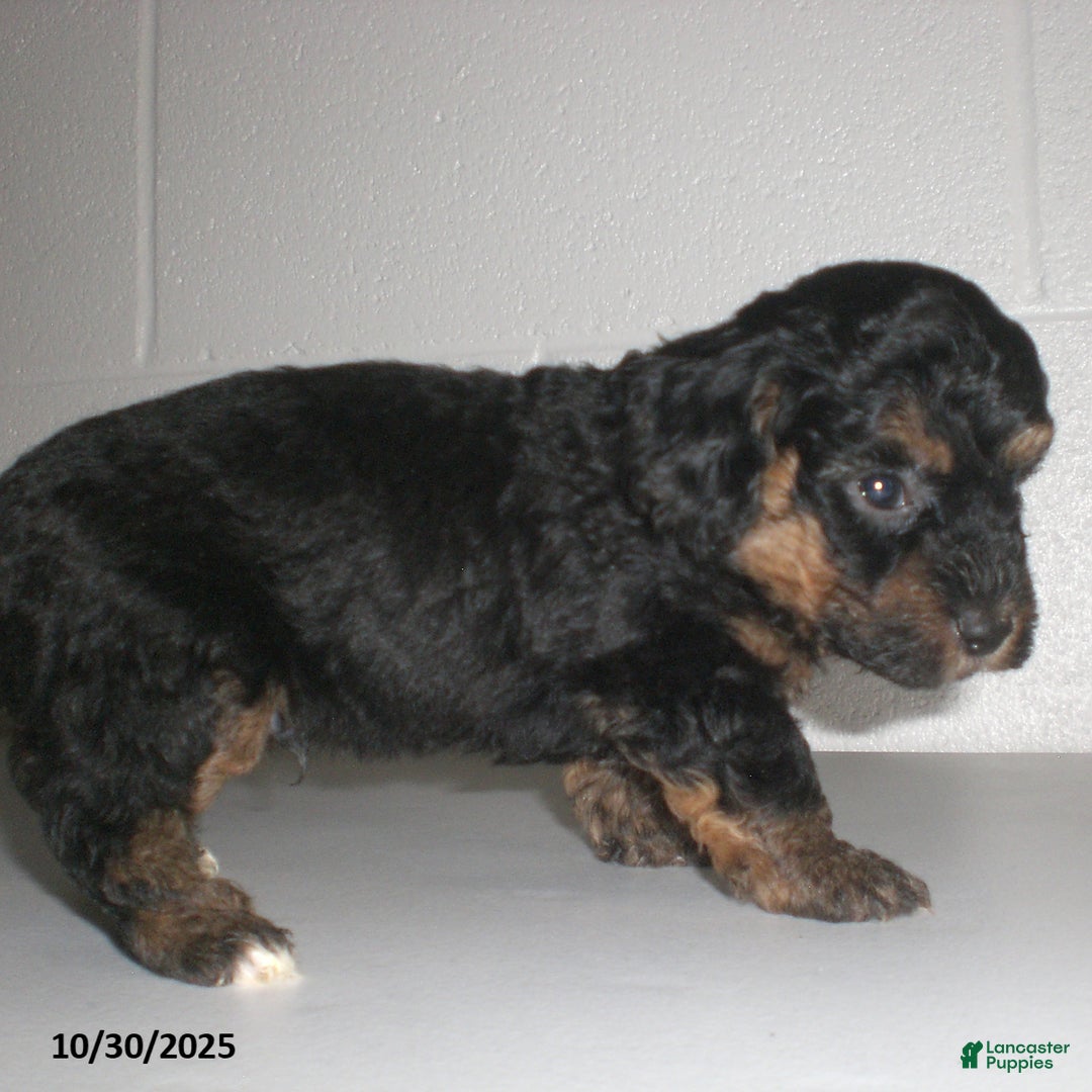Yorkiepoo dogs for sale: Tyler - Ad 13