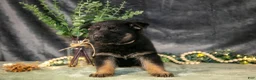 German Shepherd dogs for sale: Poppy - Ad 3