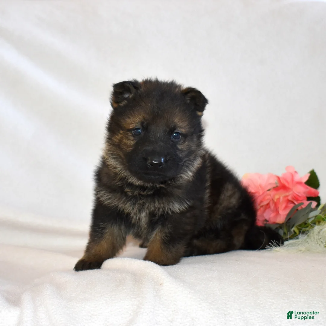 German Shepherd dogs for sale: Summer - Ad 7