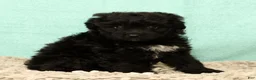 Mini Aussiedoodle dogs for sale: Molly - Ad 7