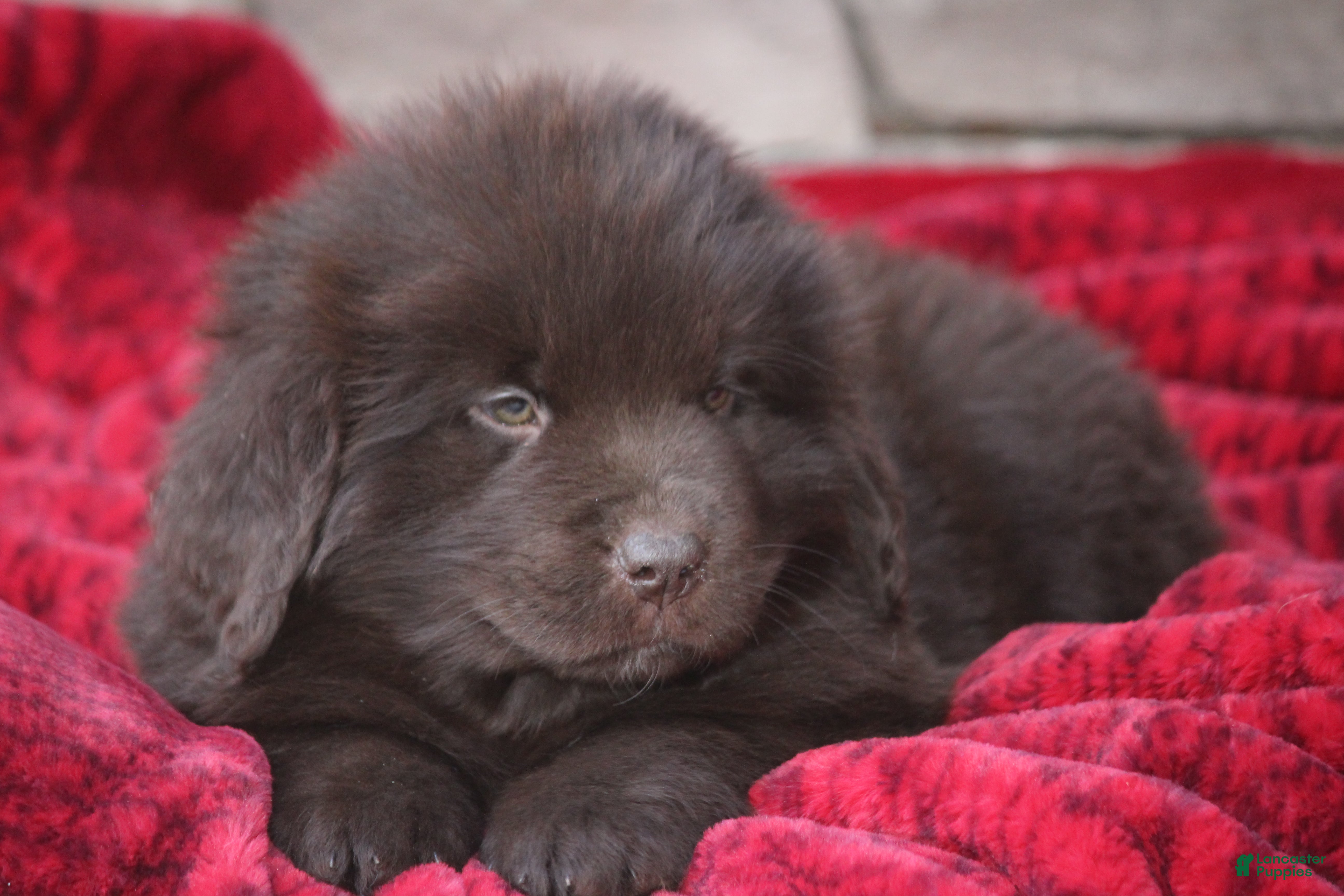 Newfoundland dogs Pansy  - Ad 10