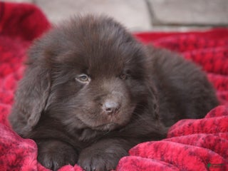 Newfoundland dogs Pansy - Ad 10