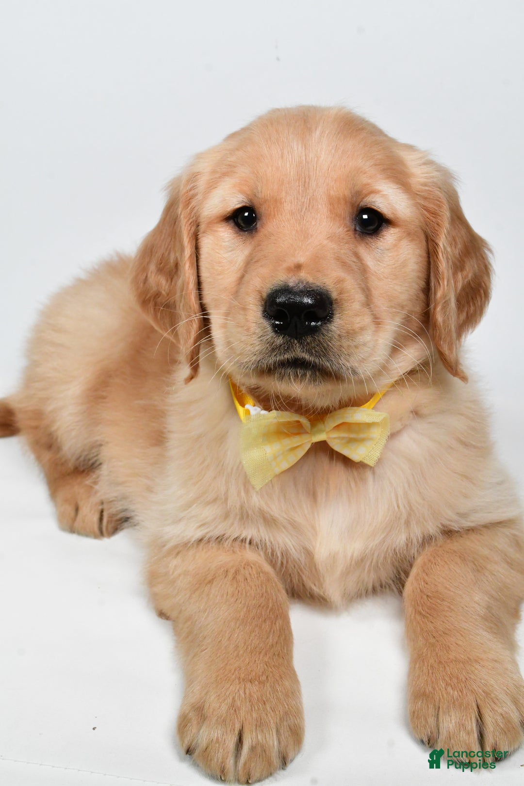 Golden Retriever dogs for sale: Theo - Ad 6