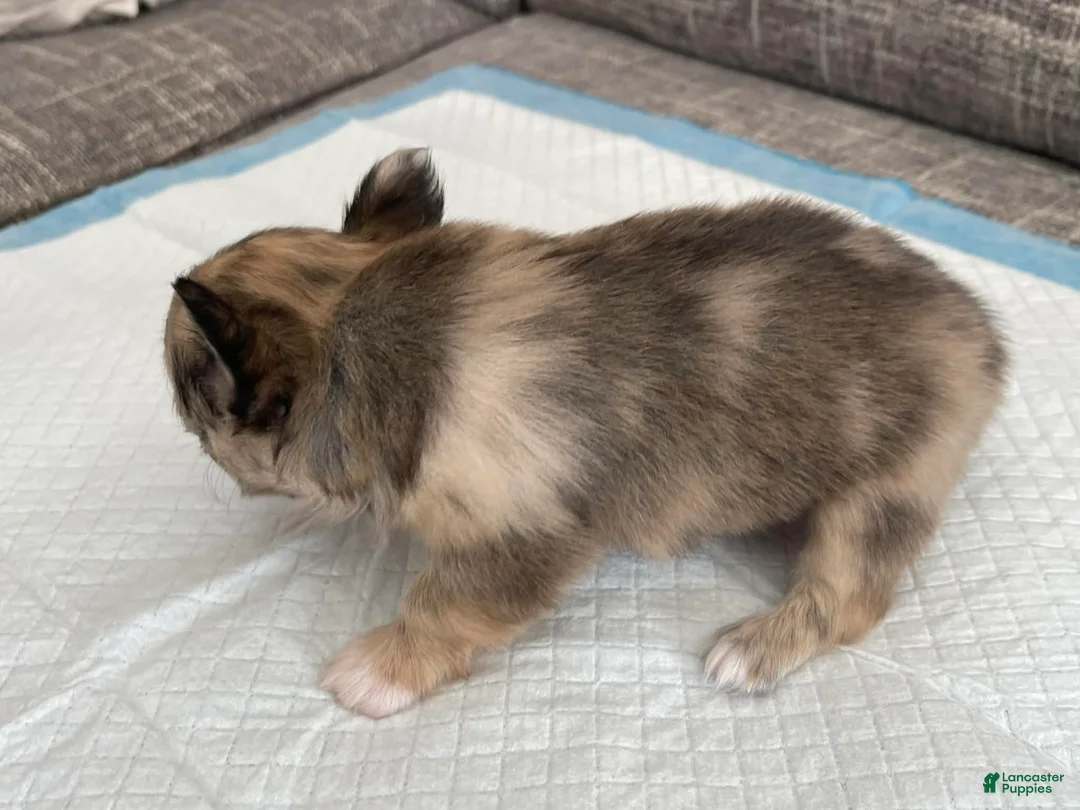 Chihuahua dogs for sale: Parker - Ad 4