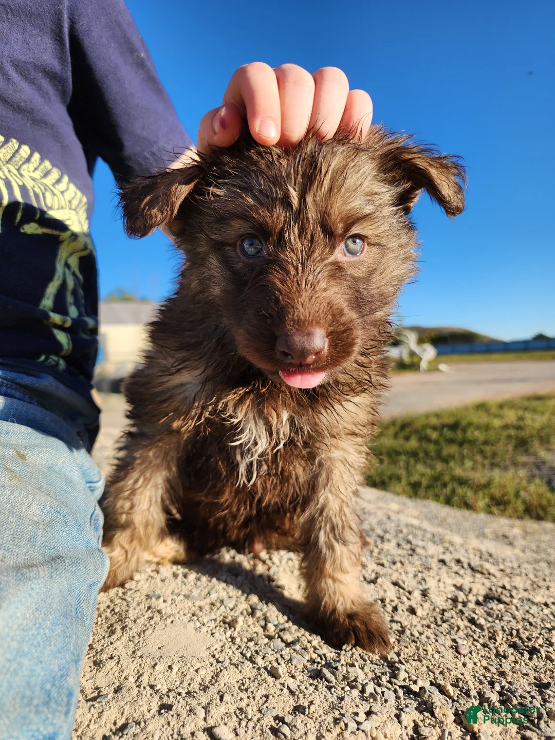 German Shepherd dogs for sale: German Shepherd 5 - Ad 2