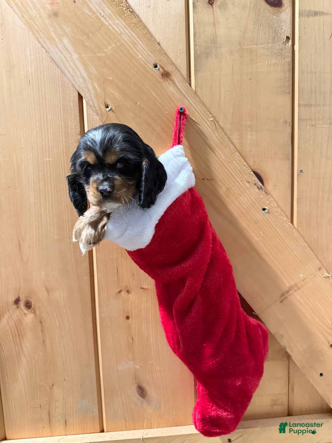 Cocker Spaniel dogs for sale: Delilah - Ad 1