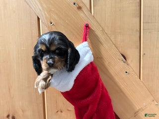 Cocker Spaniel dogs Delilah - Ad 27