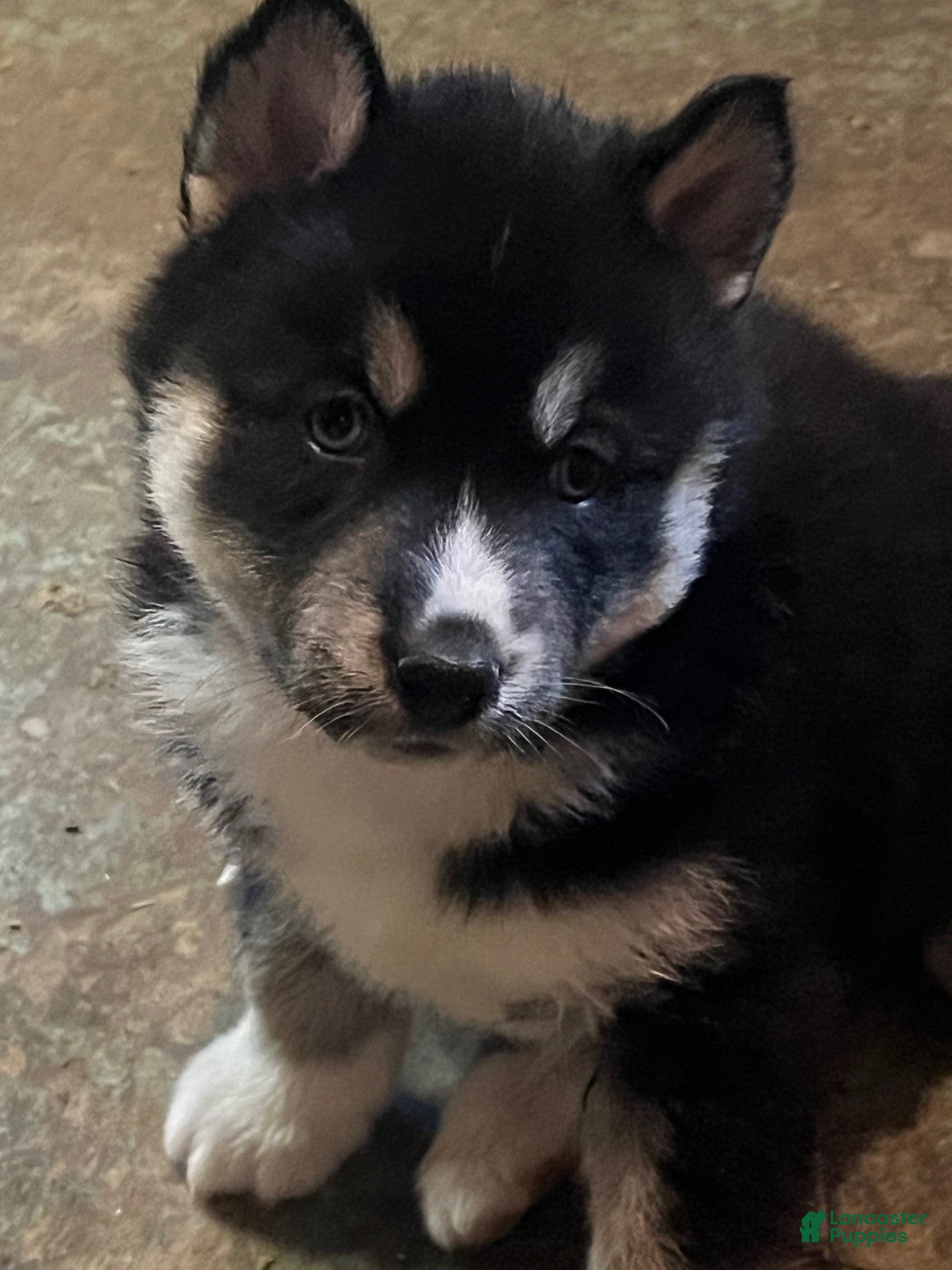 Siberian Husky dogs Siberian Husky Puppy 1 - Ad 1