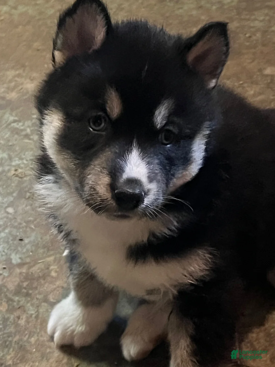 Siberian Husky dogs for sale: Siberian Husky Puppy 1 - Ad 1
