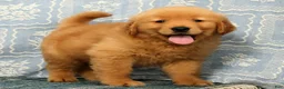 Golden Retriever dogs for sale: Harry - Ad 5