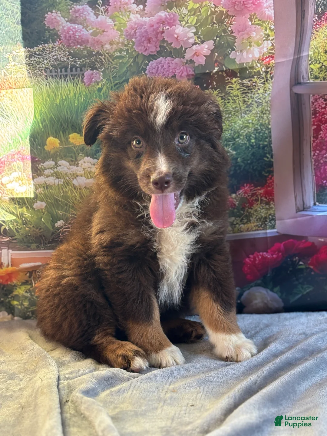 Australian Shepherd dogs for sale: Hershey - Ad 3