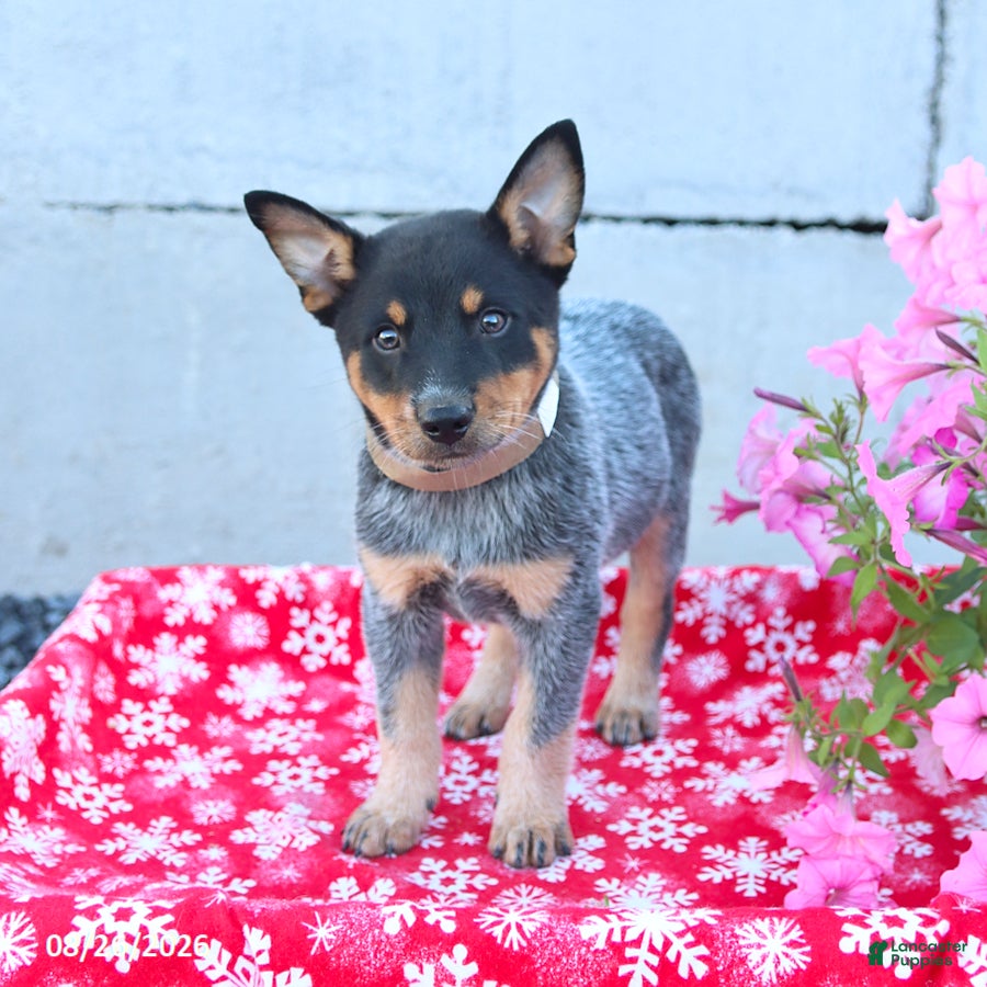 Australian Cattle Dog dogs Axel - Ad 2