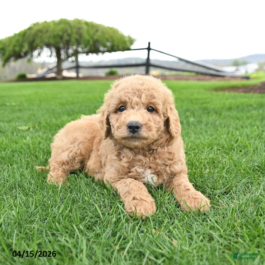 Mini Goldendoodle dogs Cash - Ad 1