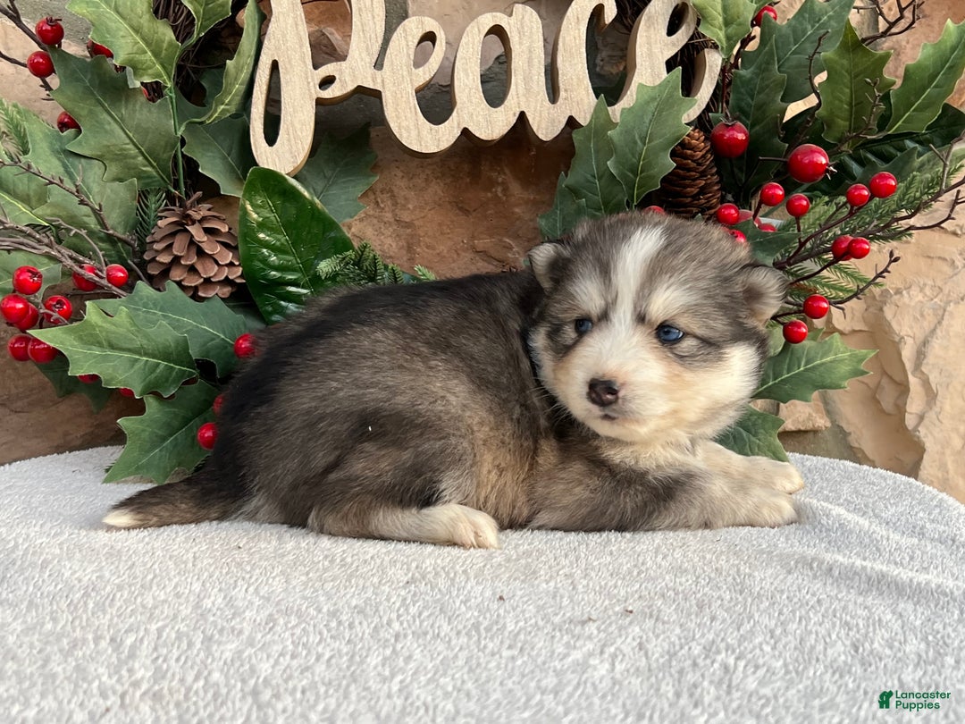 Pomsky dogs for sale: Mistletoe - Ad 3