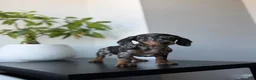 Miniature Dachshund dogs for sale: Chrome - Ad 3