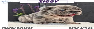 Ziggy