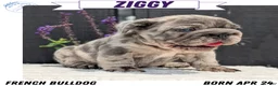 French Bulldog dogs for sale: Ziggy - Ad 1