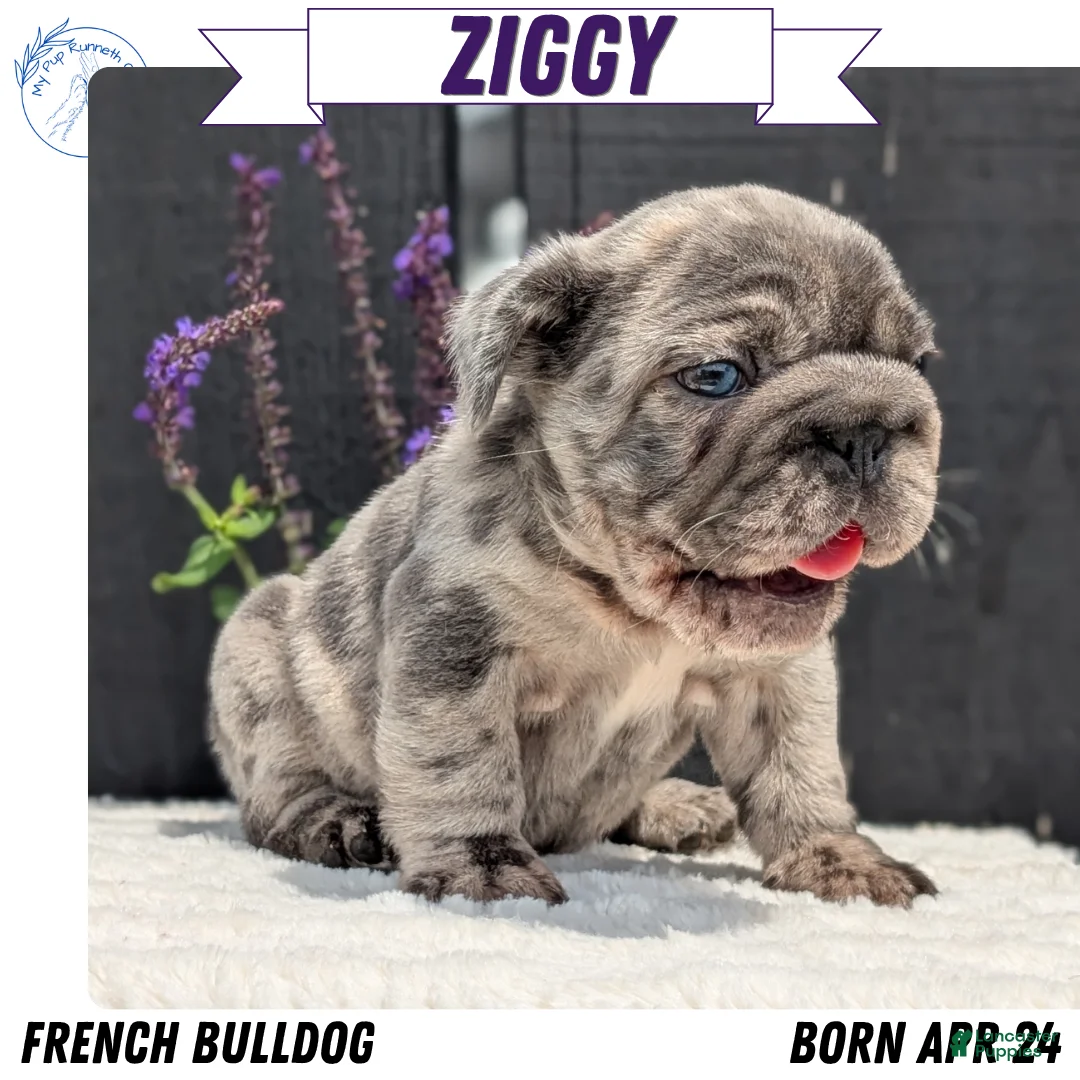 French Bulldog dogs for sale: Ziggy - Ad 1