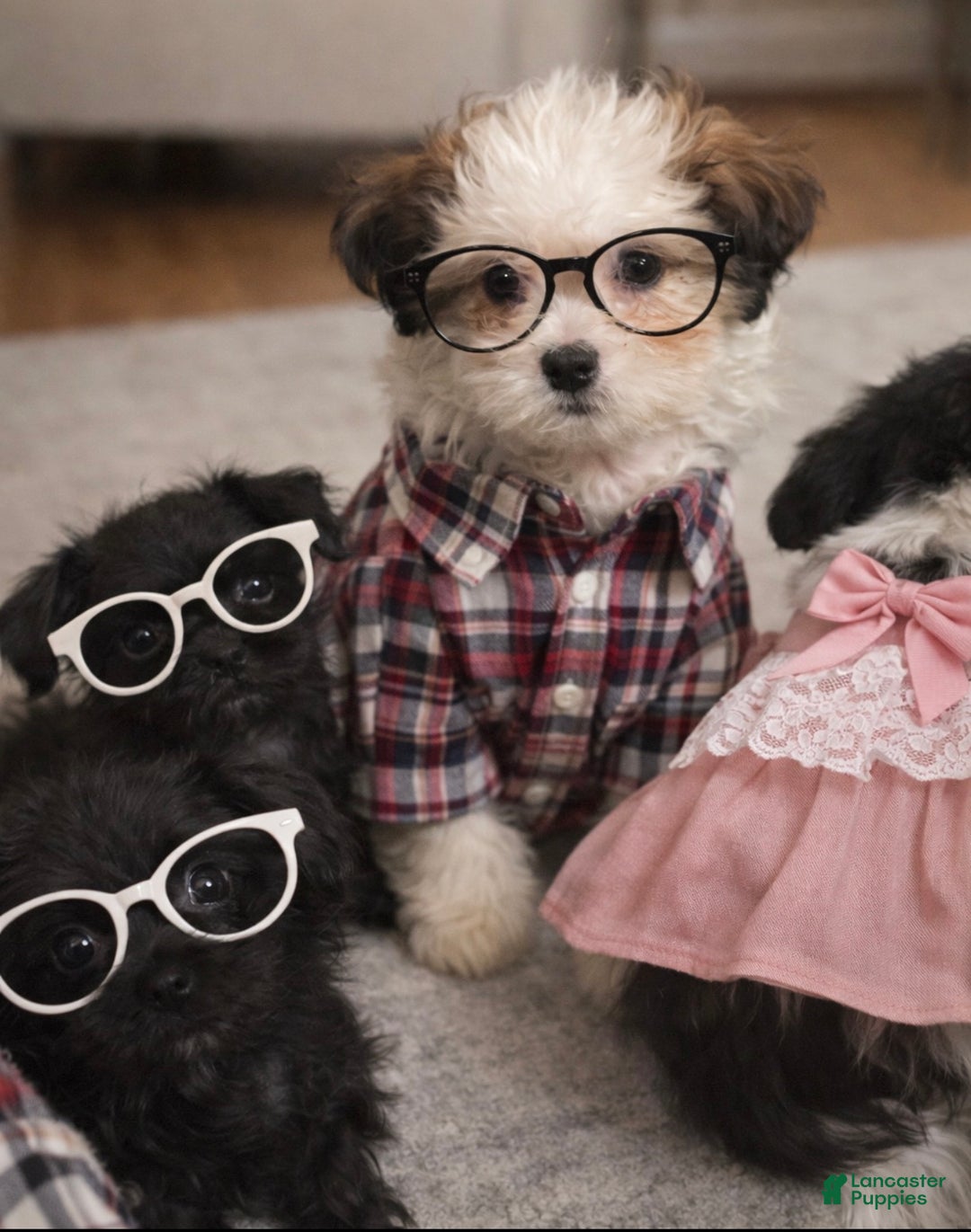 Shihpoo dogs for sale: Trell - Ad 12