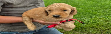 Mixed Breed 3 Ruger