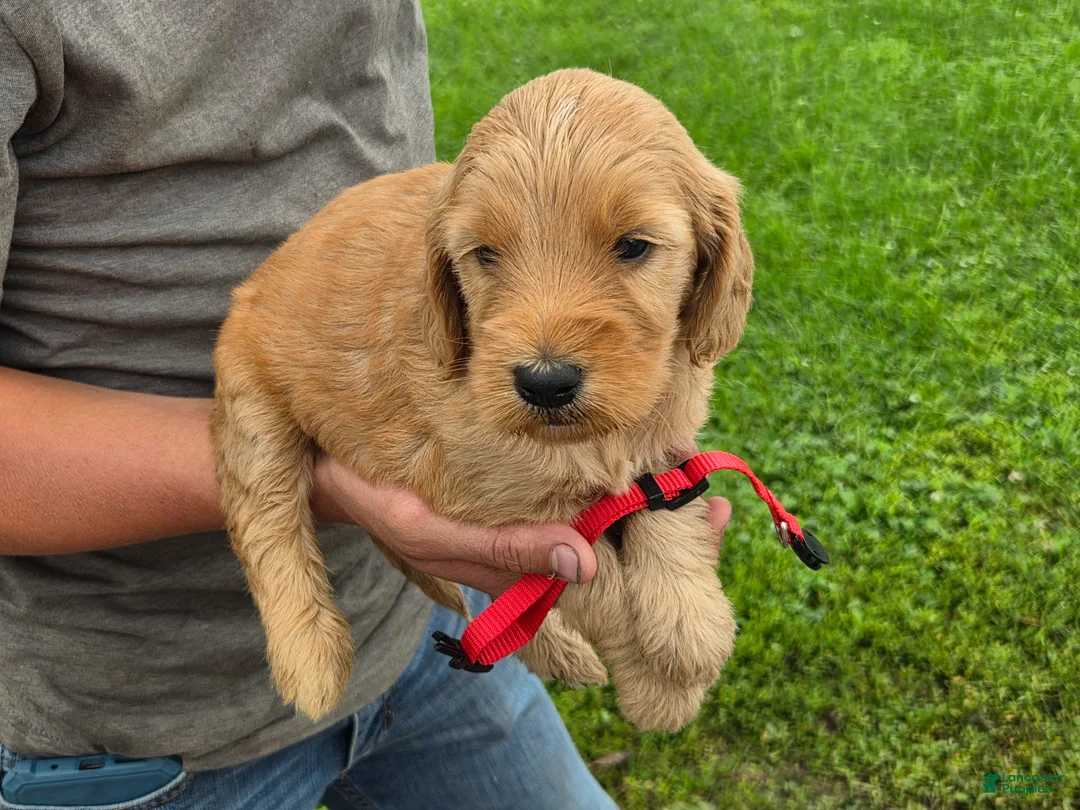Mixed Breed dogs for sale: Mixed Breed 3 Ruger - Ad 1